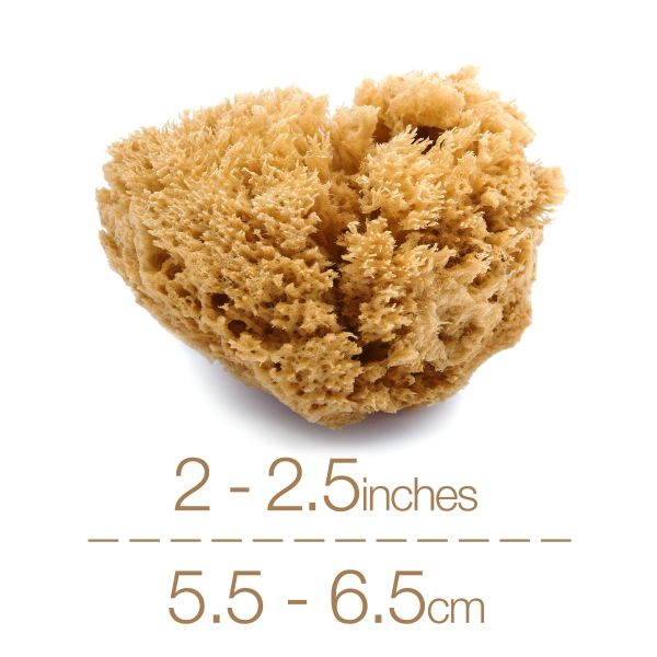 IntimateCare Sponges - 3x 5.5-6.5cm Unbleached - Retail Packaging